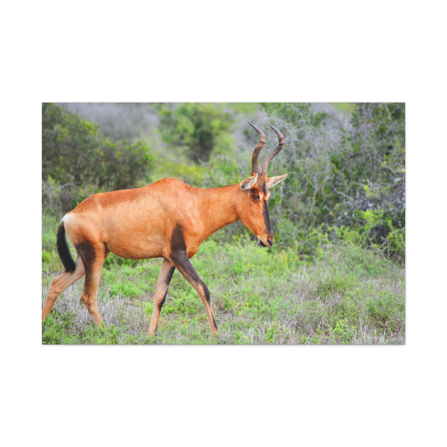 Red Hartebeest - Canvas Print