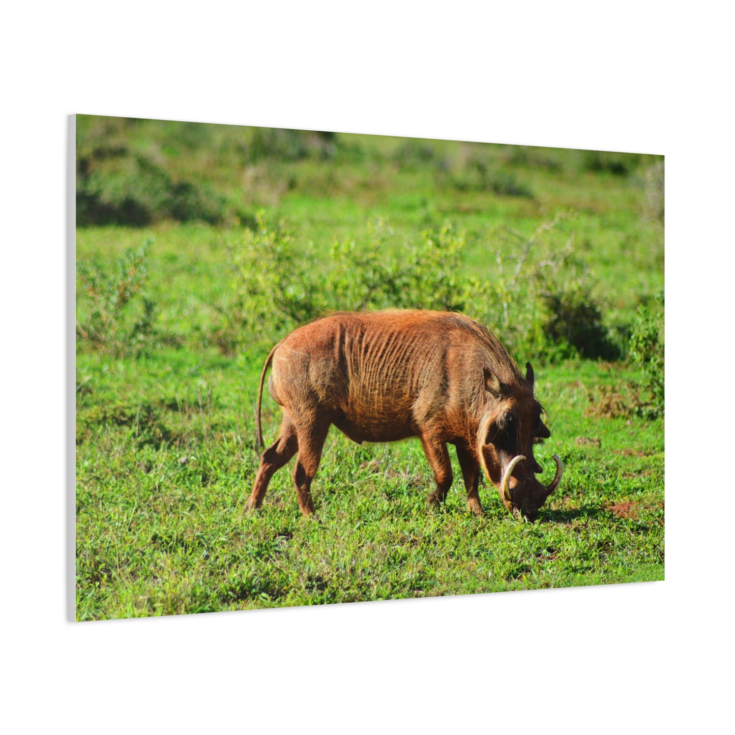 African Warthog - Canvas Print