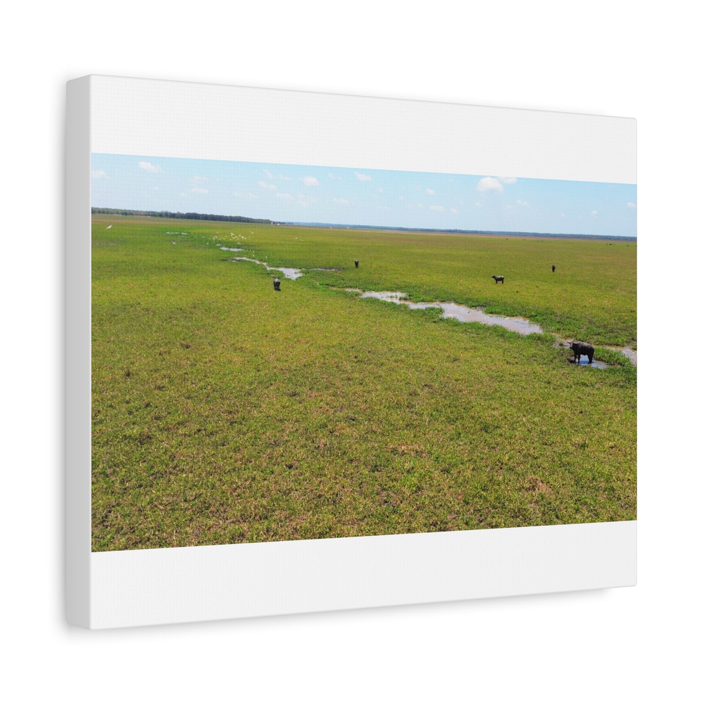 Asiatic Water Buffalo Australian Outback - Canvas Print