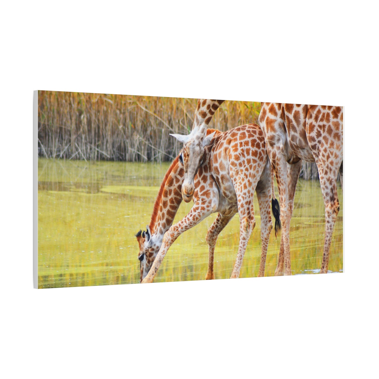 Giraffe Family Matte Canvas Wall Art, Nature Decor, Wildlife Print, Animal Lovers Gift, Nursery Decoration