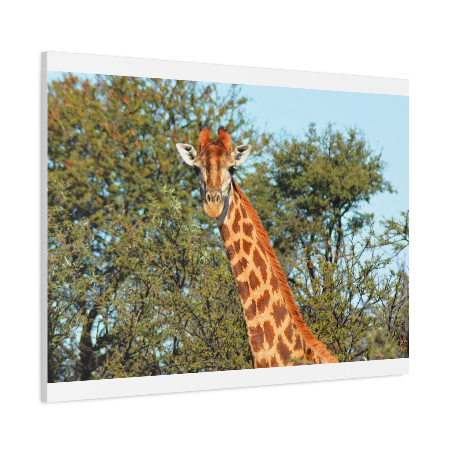 Elegant Giraffe Canvas