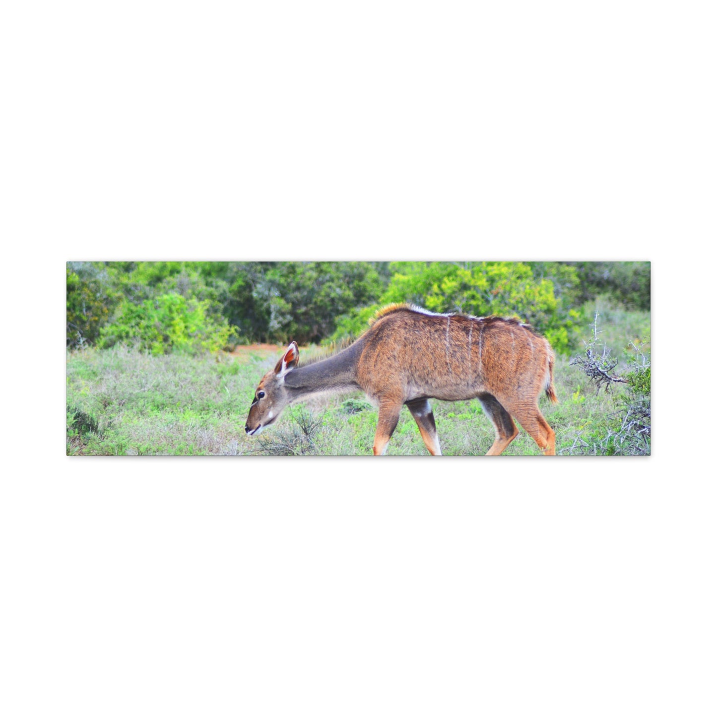 Africa Kudu Cow - Canvas Print