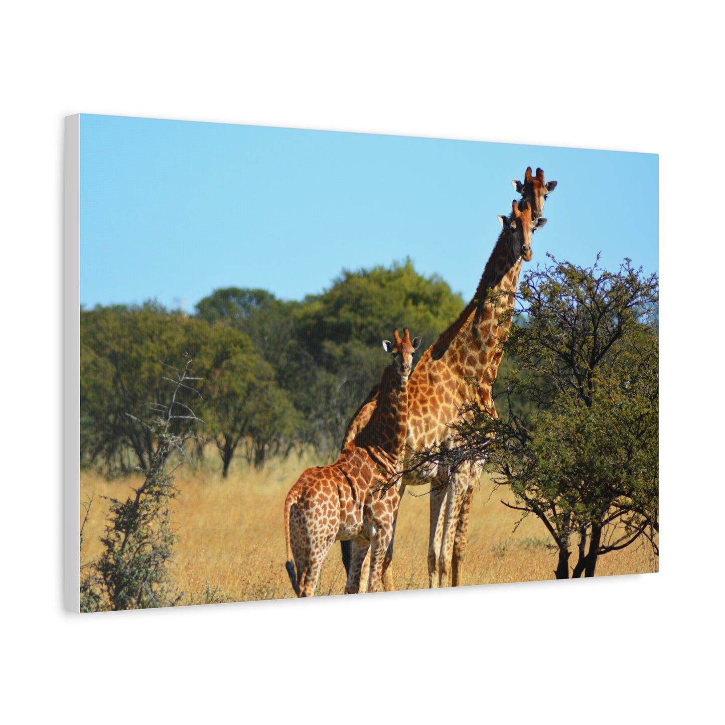 Giraffe Family in Africa
