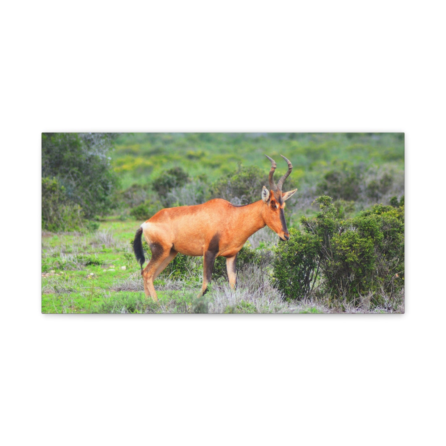 Africa Red Hartebeest - Canvas Print