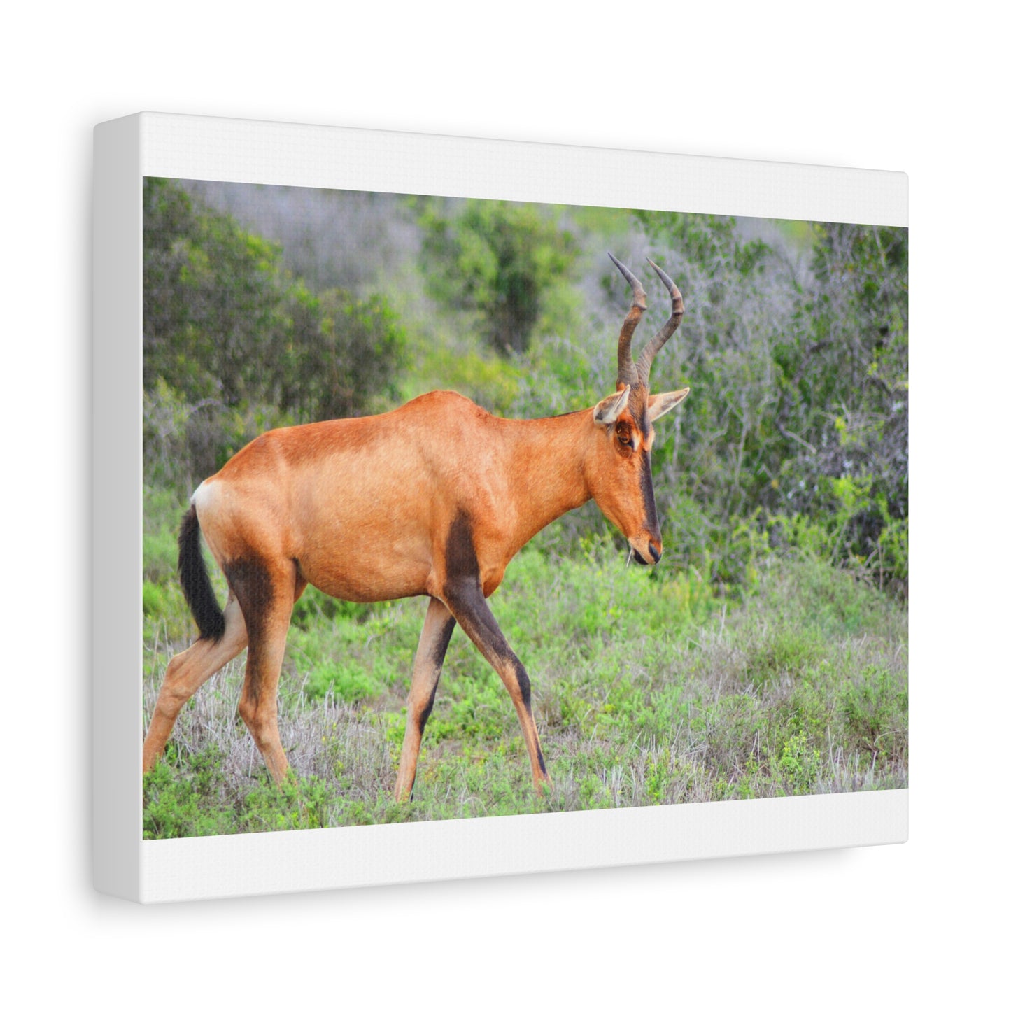 Red Hartebeest - Canvas Print