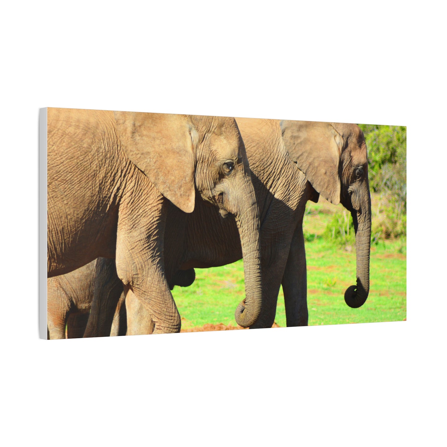 African Elephants - Canvas Print