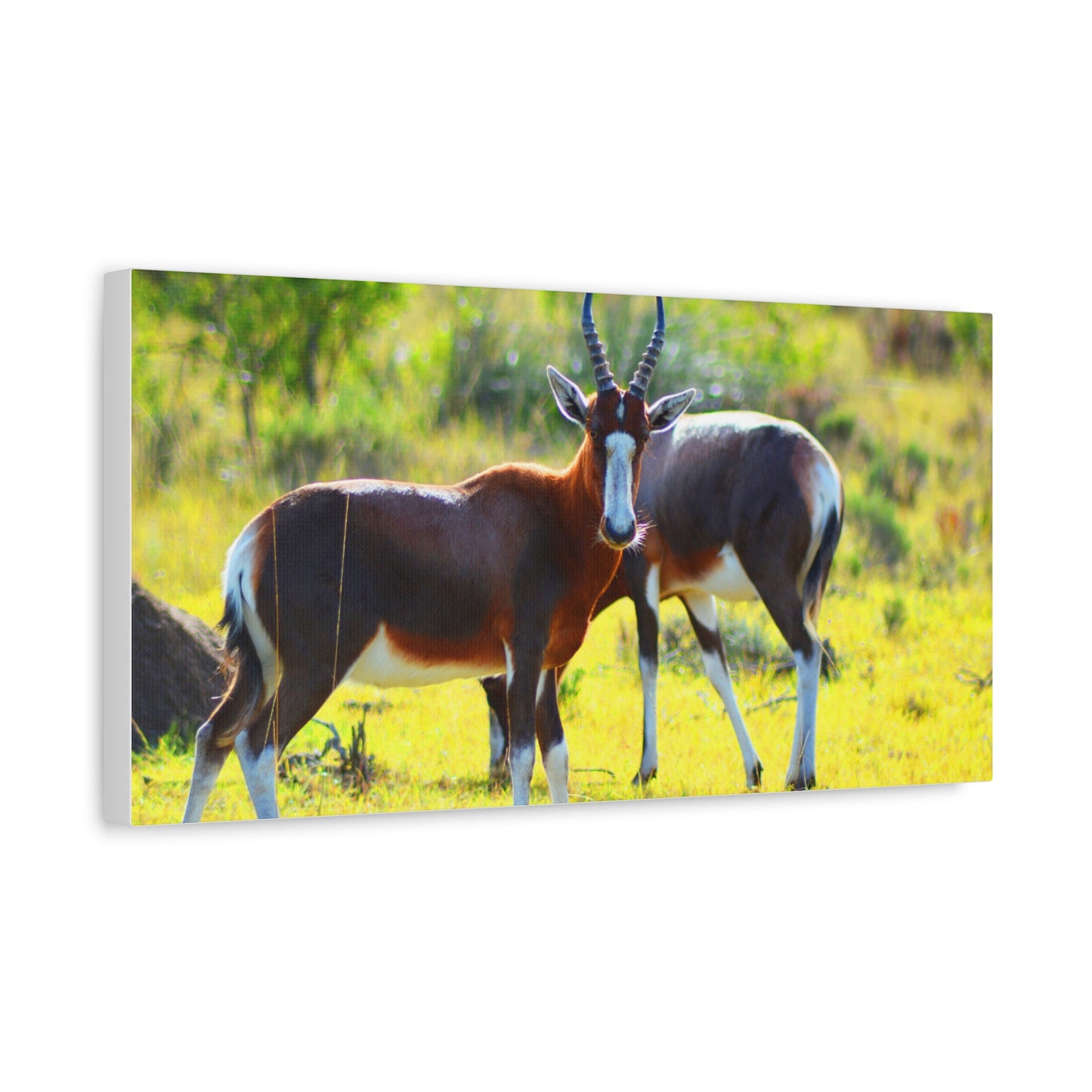 Blesbok in Africa - Canvas Print