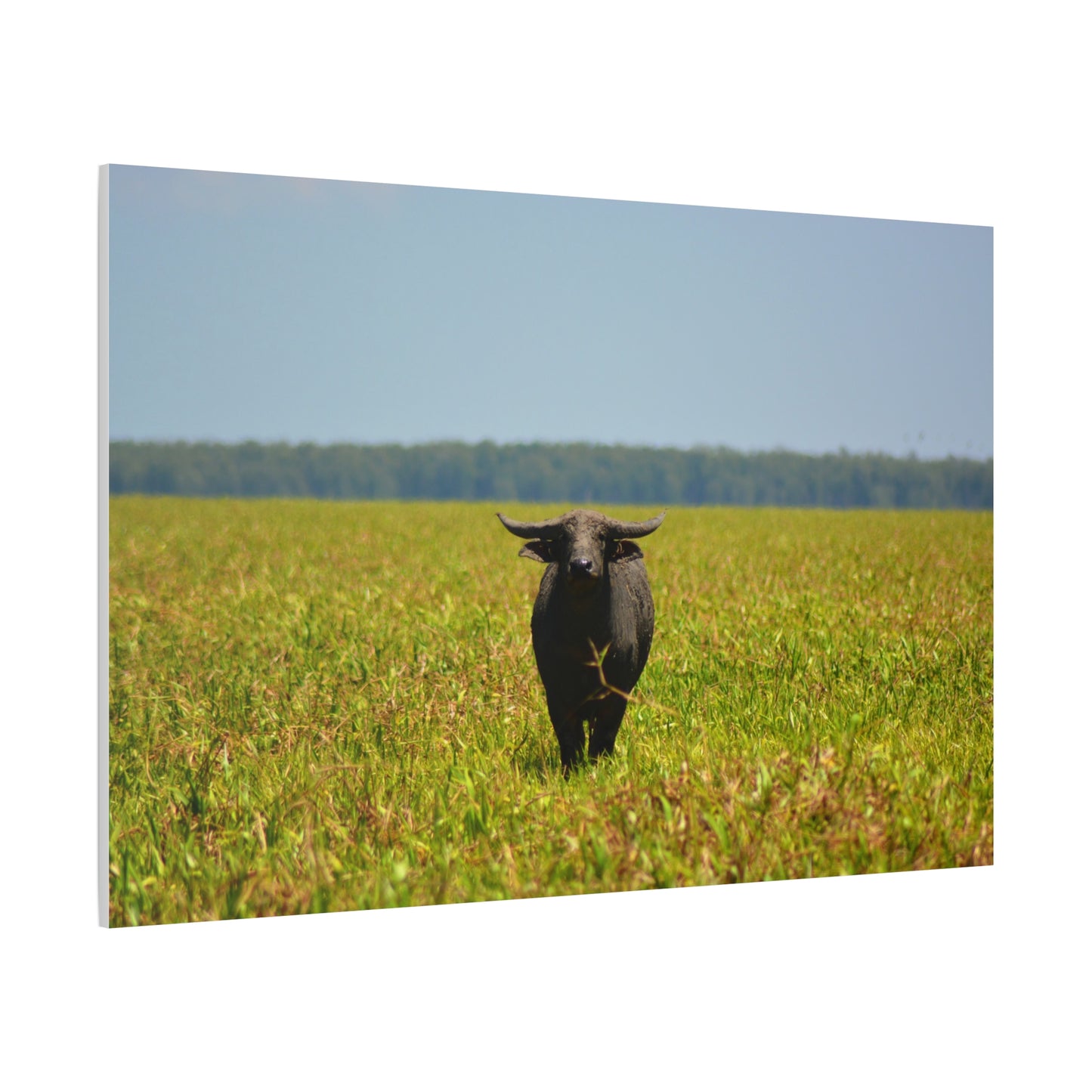 Asiatic Water Buffalo Australian Outback - Canvas Print