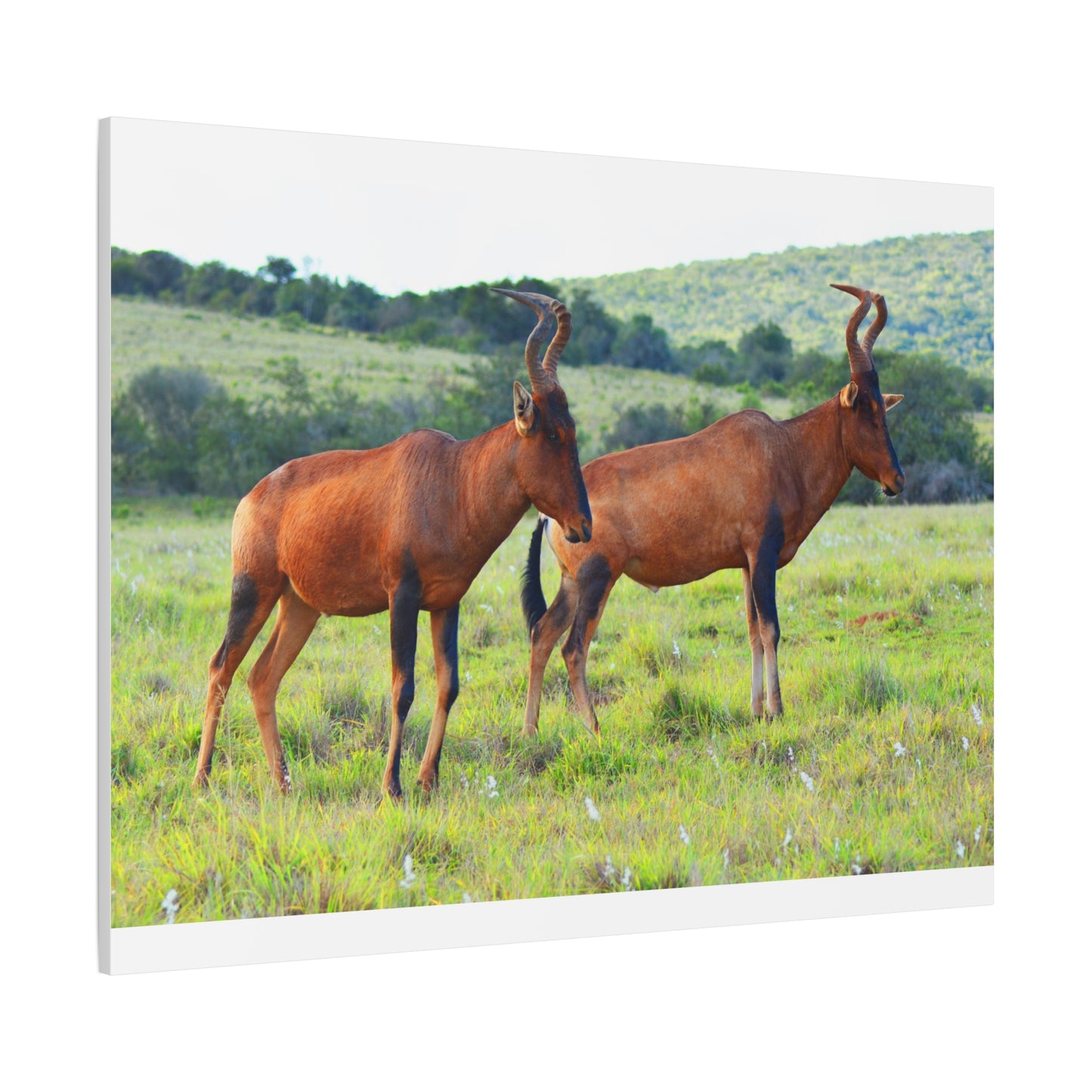 African Red Hartebeest - Canvas Print