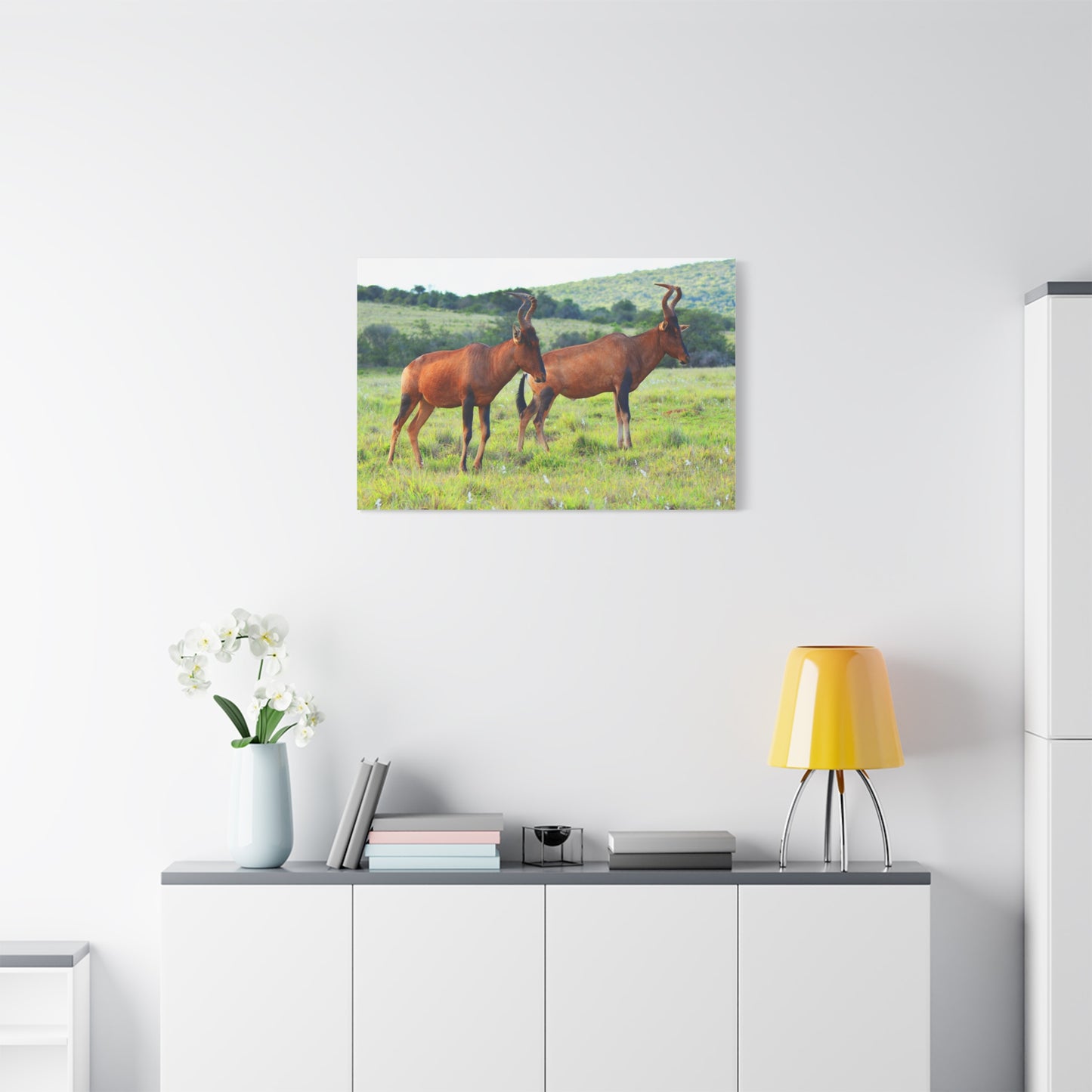 African Red Hartebeest - Canvas Print
