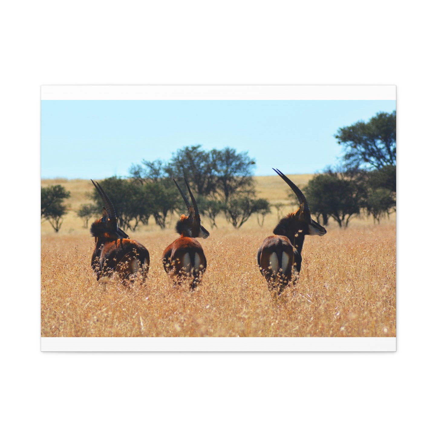 Sable Trio in Africa Canvas Print