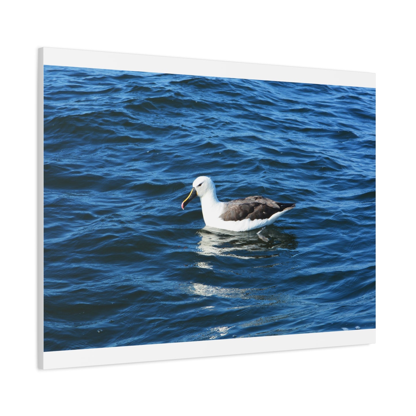 Albatross Canvas Print Sea Bird