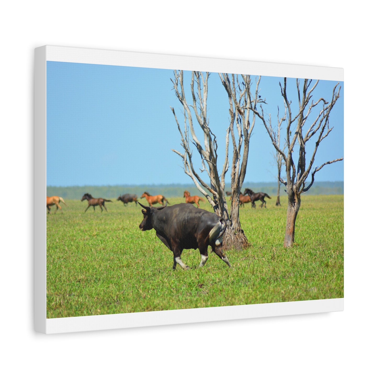 Australia Banteng - Canvas Print