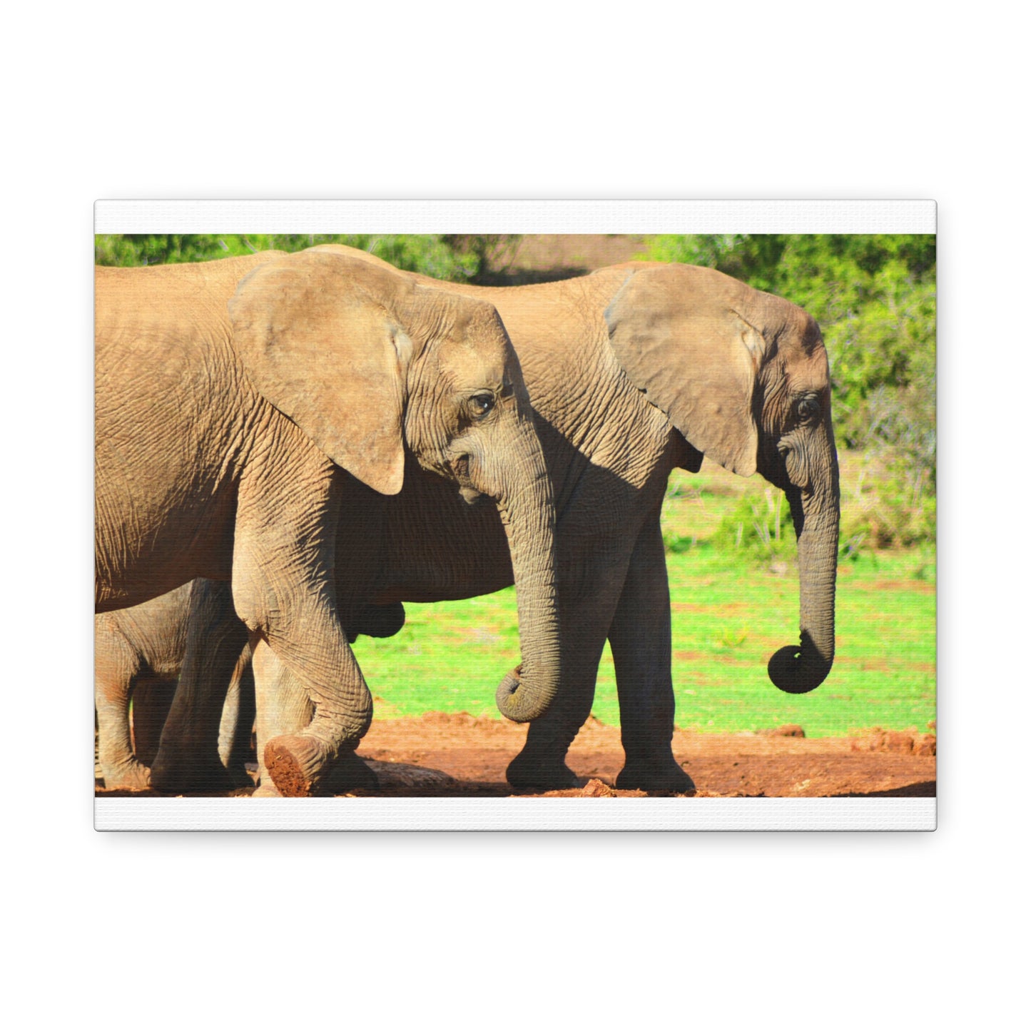 African Elephants - Canvas Print