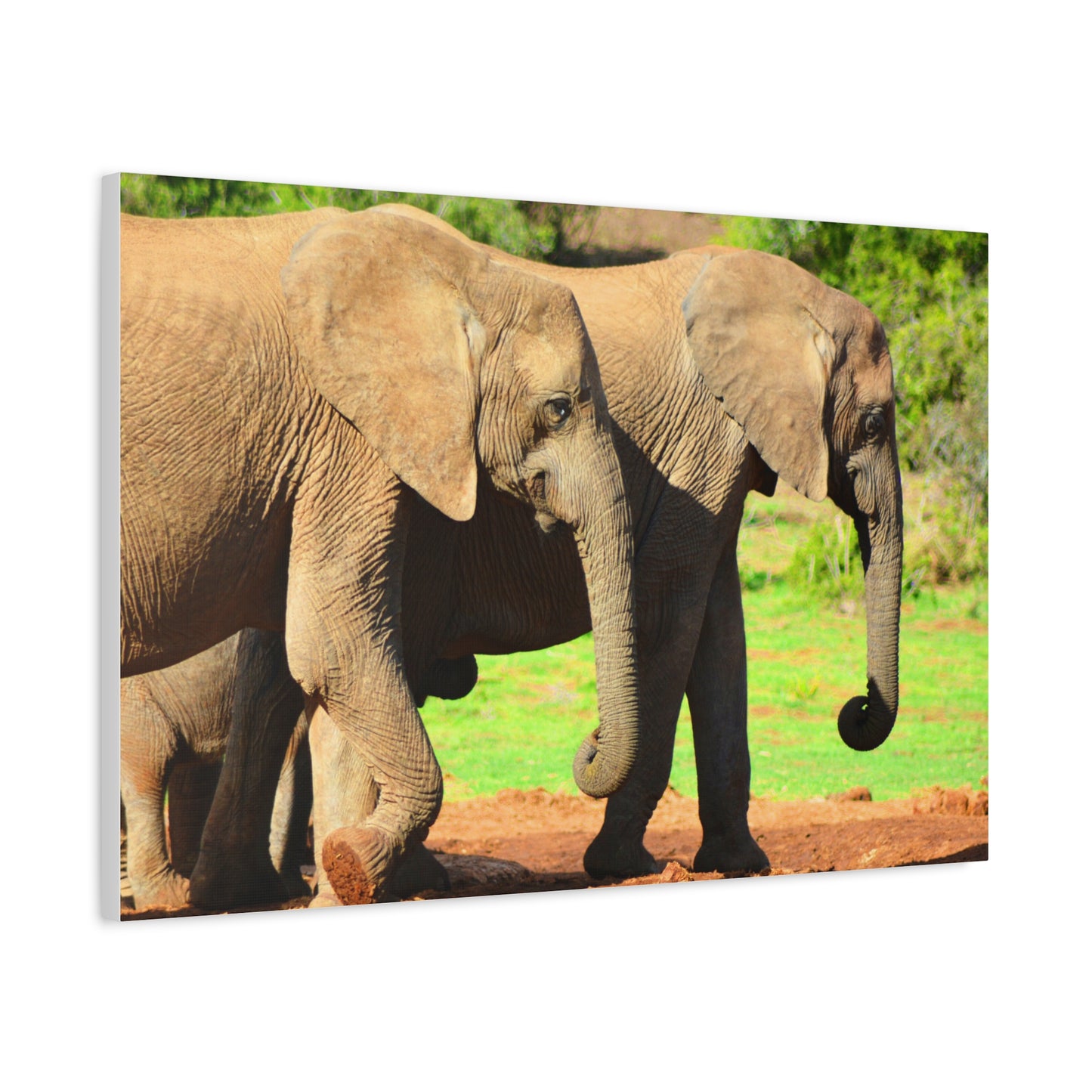 African Elephants - Canvas Print
