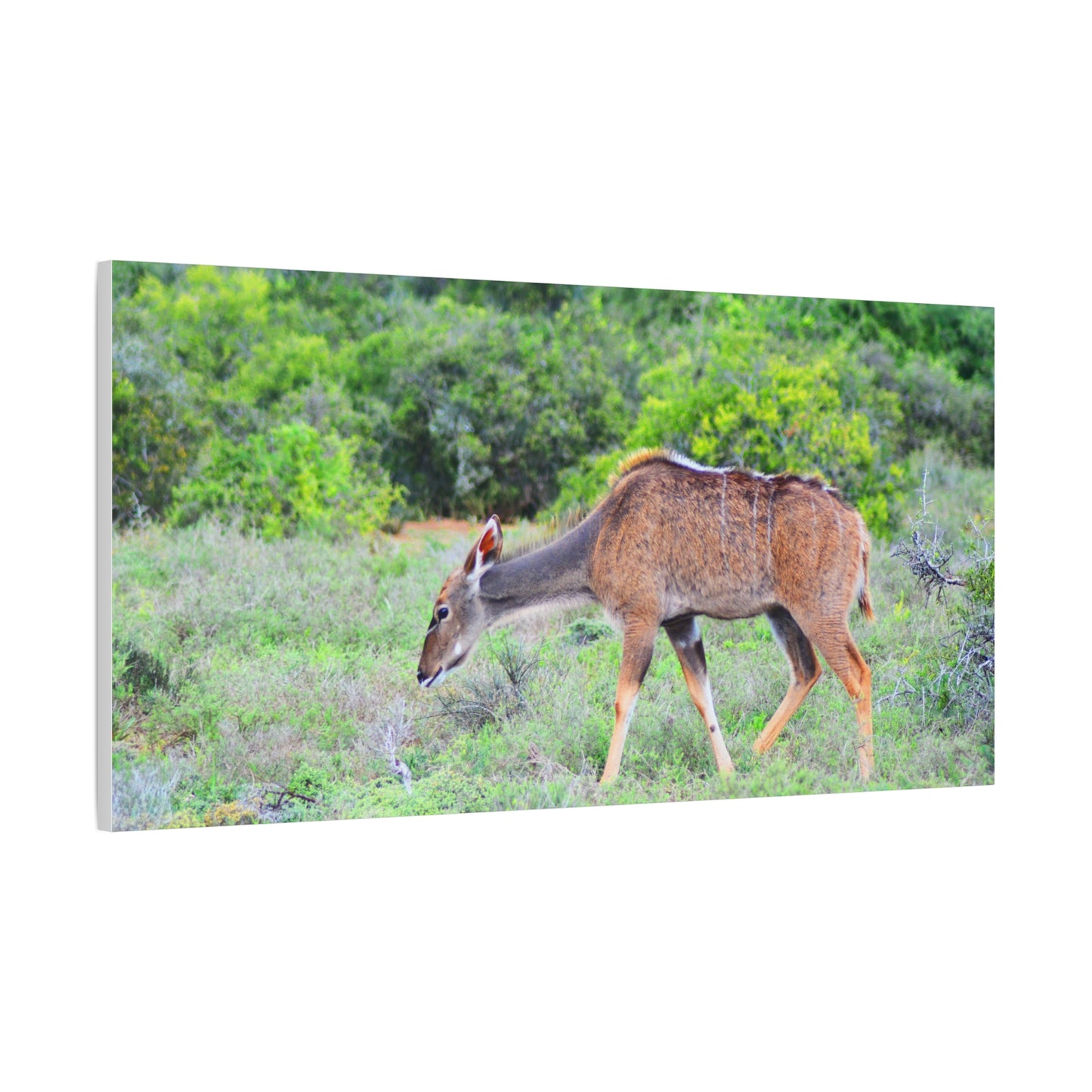 Africa Kudu Cow - Canvas Print