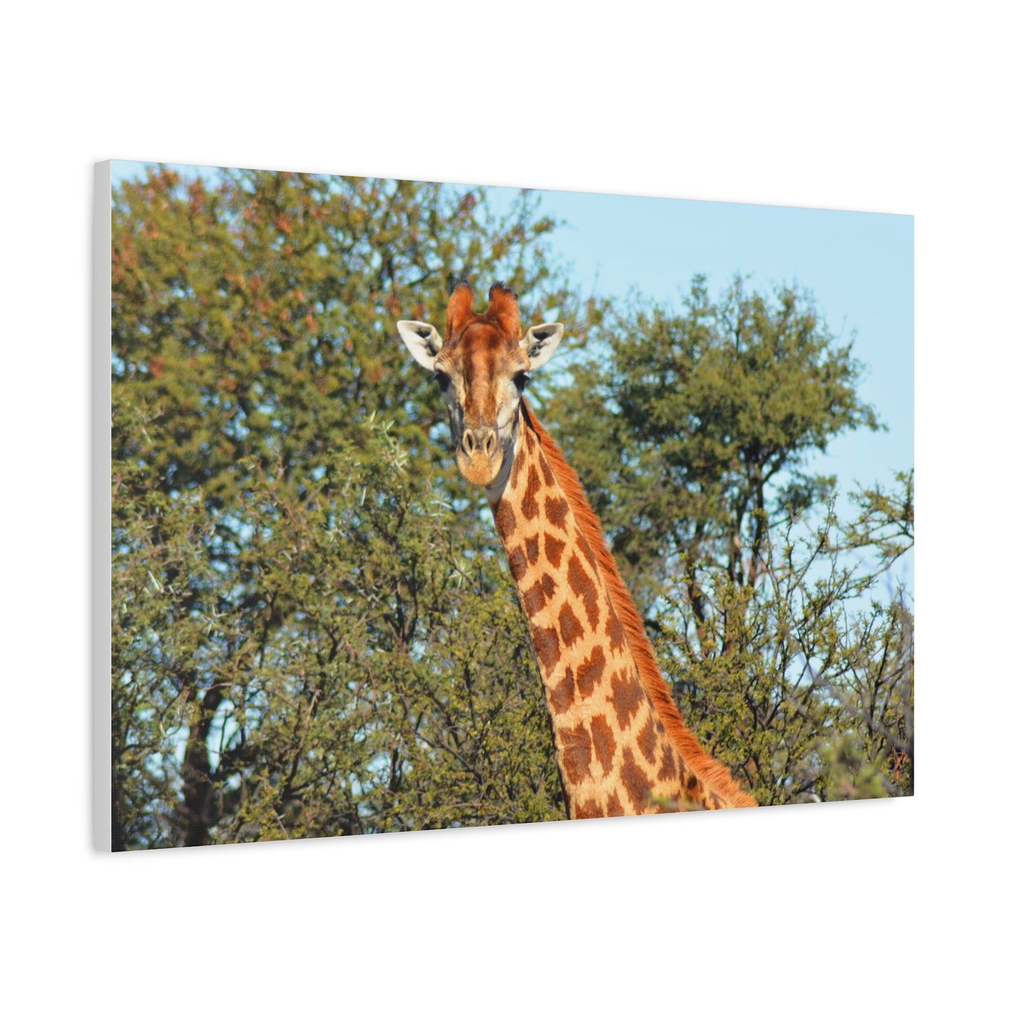 Elegant Giraffe Canvas