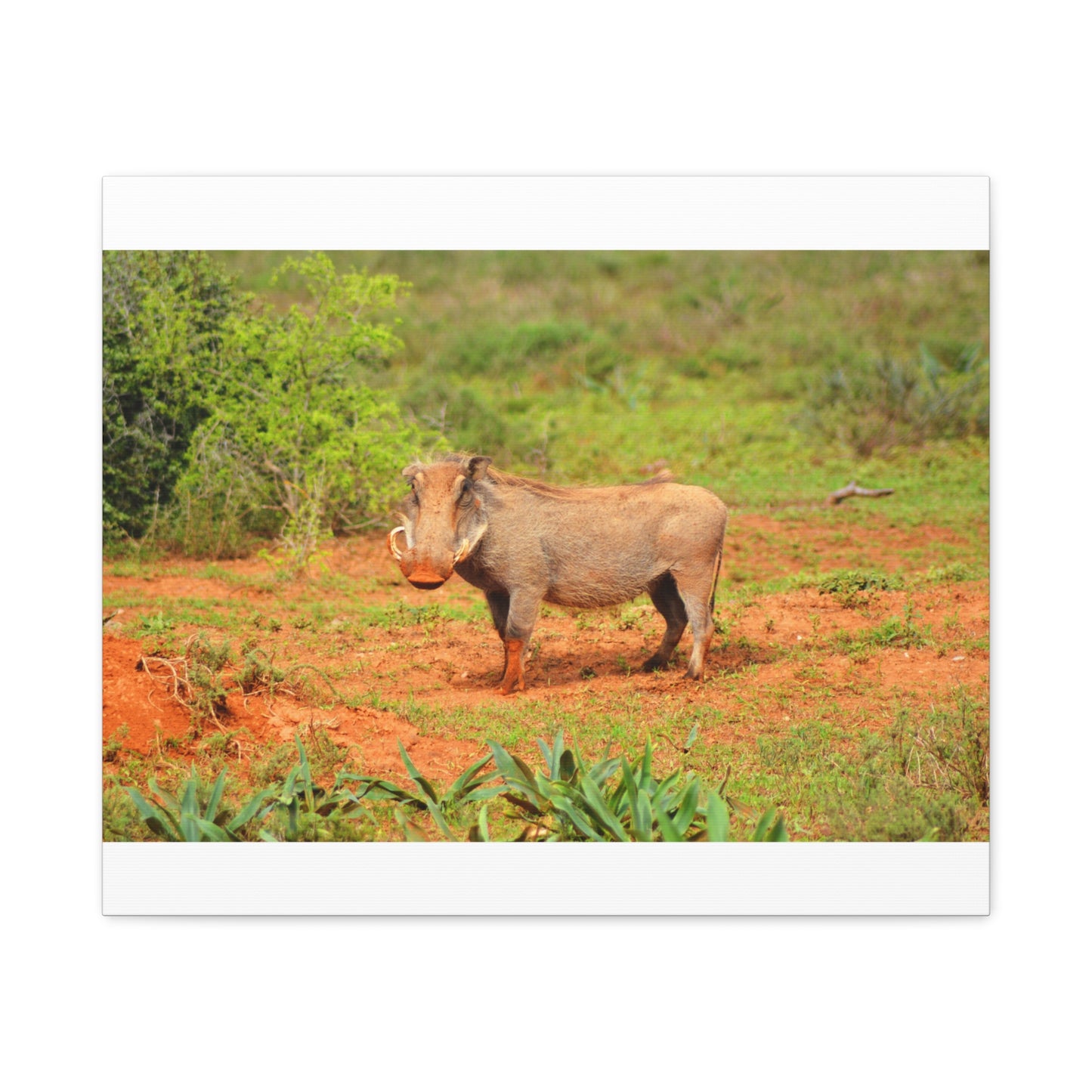 Dirty Warthog - Canvas Print