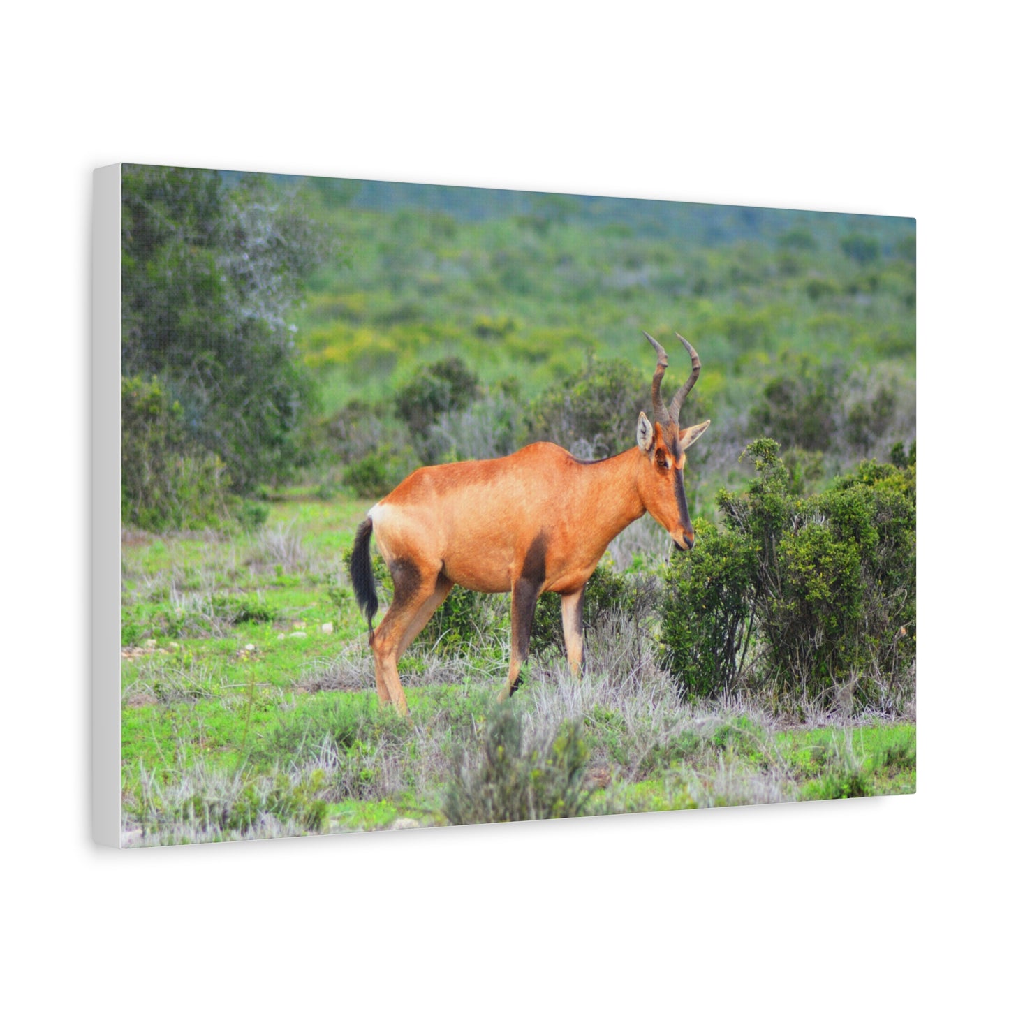 Africa Red Hartebeest - Canvas Print