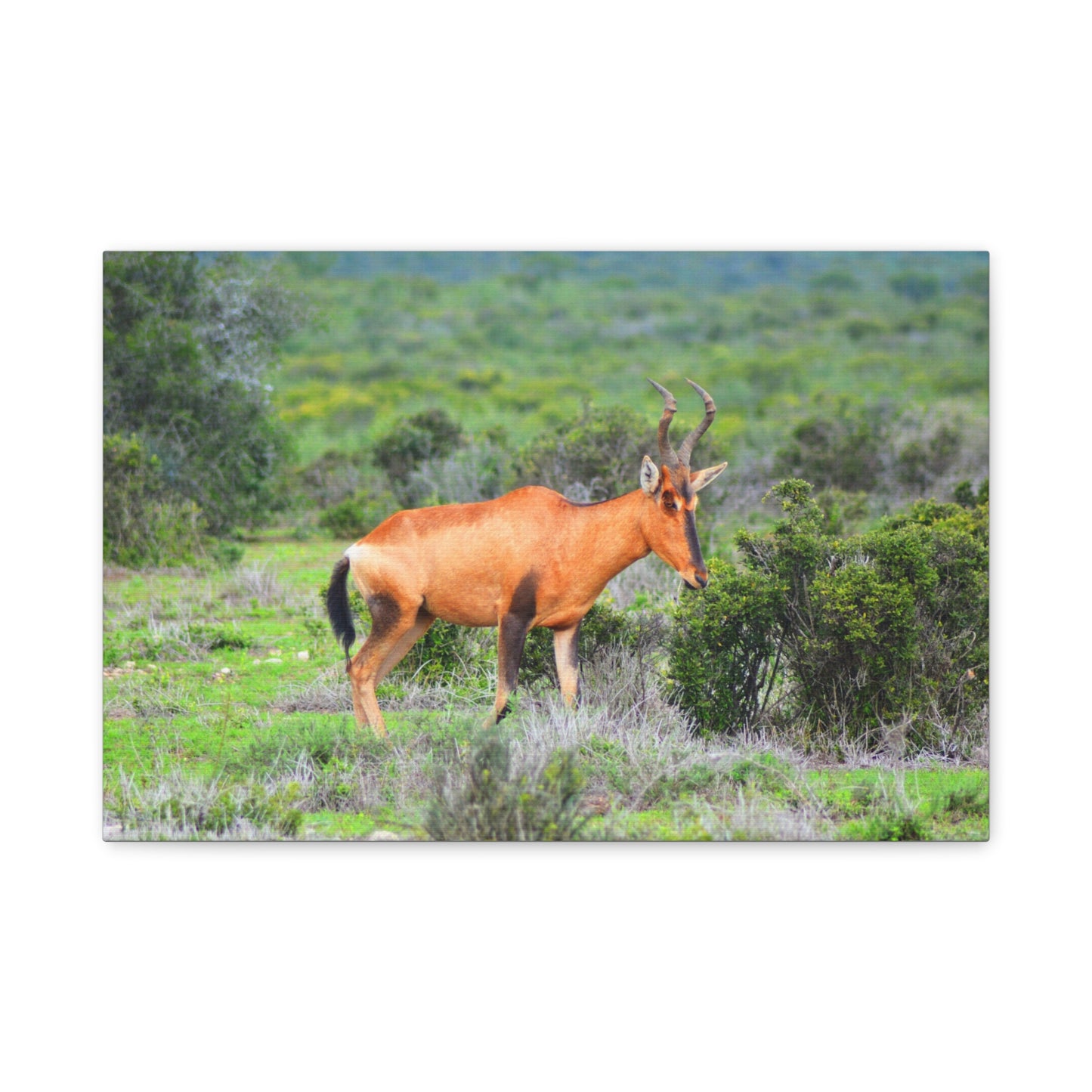 Africa Red Hartebeest - Canvas Print