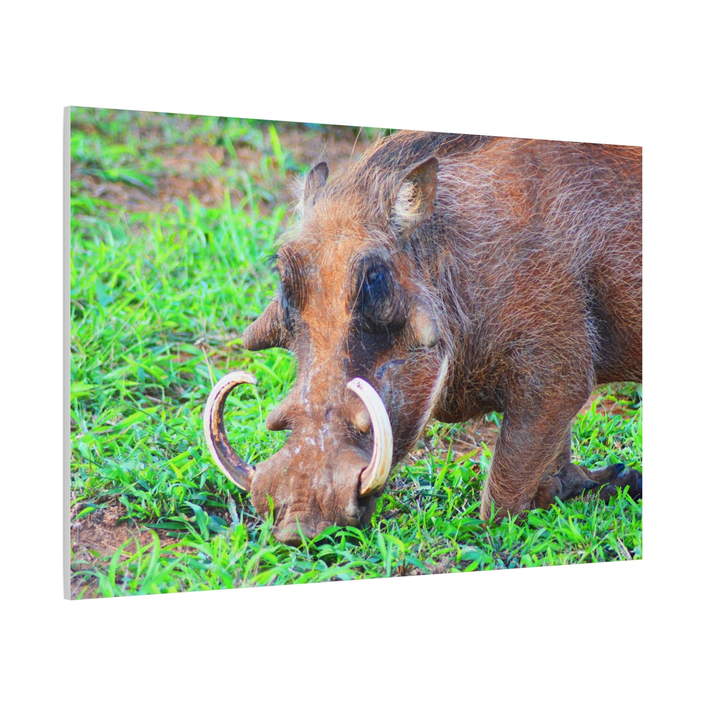 African Warthog Eating - Canvas Print