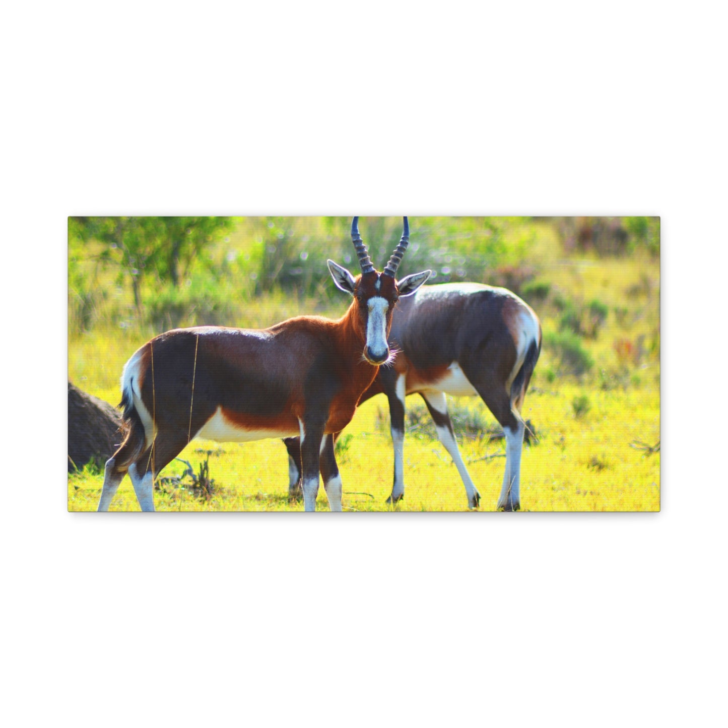 Blesbok in Africa - Canvas Print