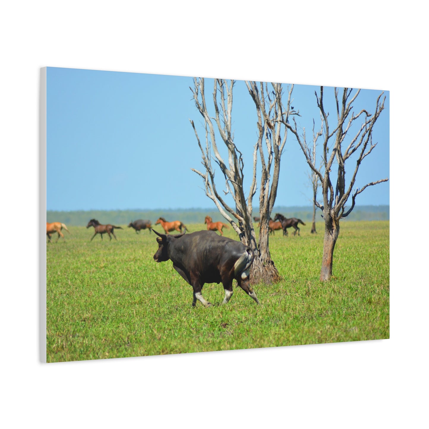 Australia Banteng - Canvas Print