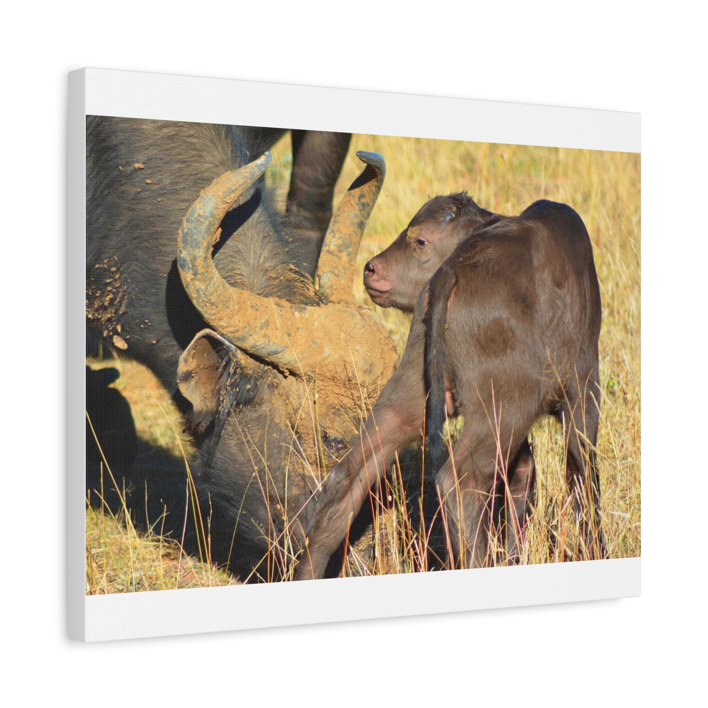 Cape Buffalo Tends to Calf