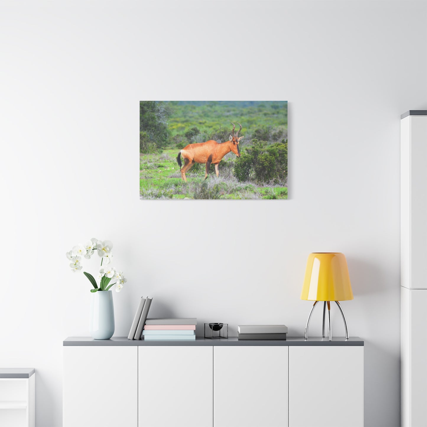 Africa Red Hartebeest - Canvas Print