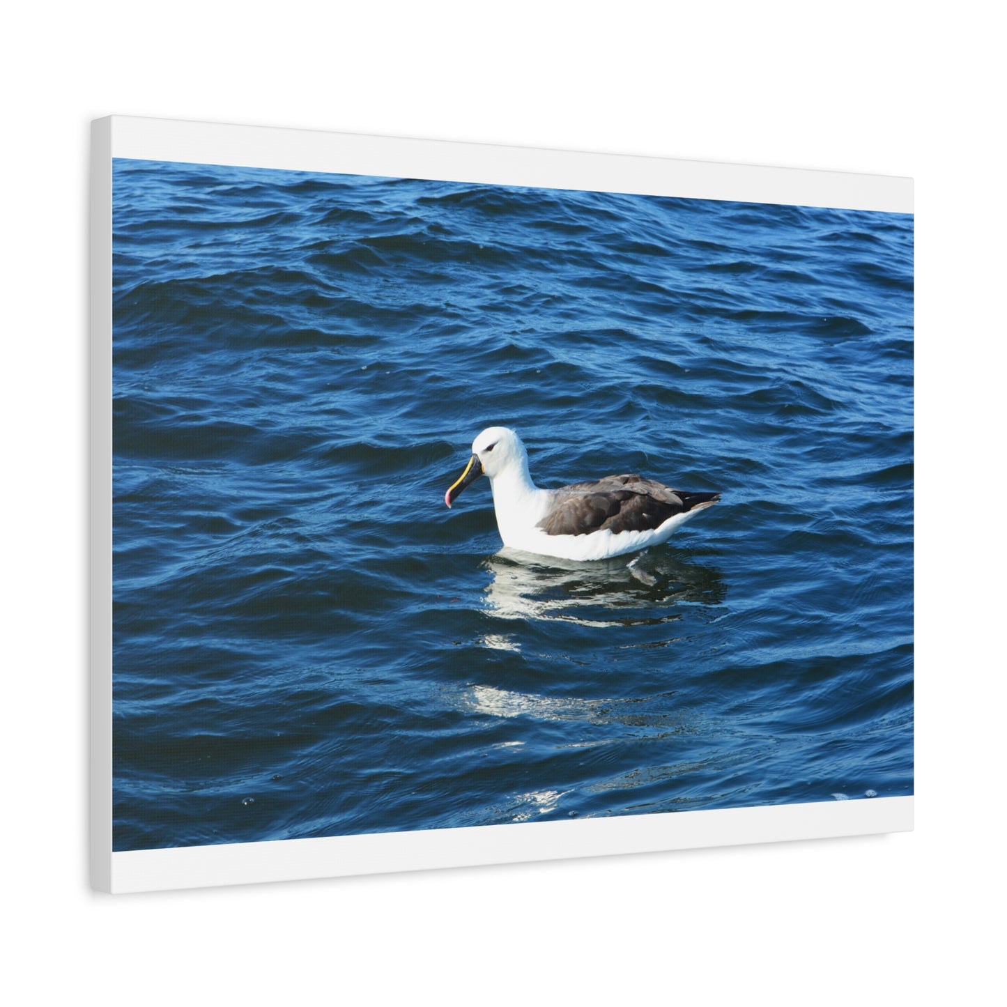 Albatross Canvas Print Sea Bird