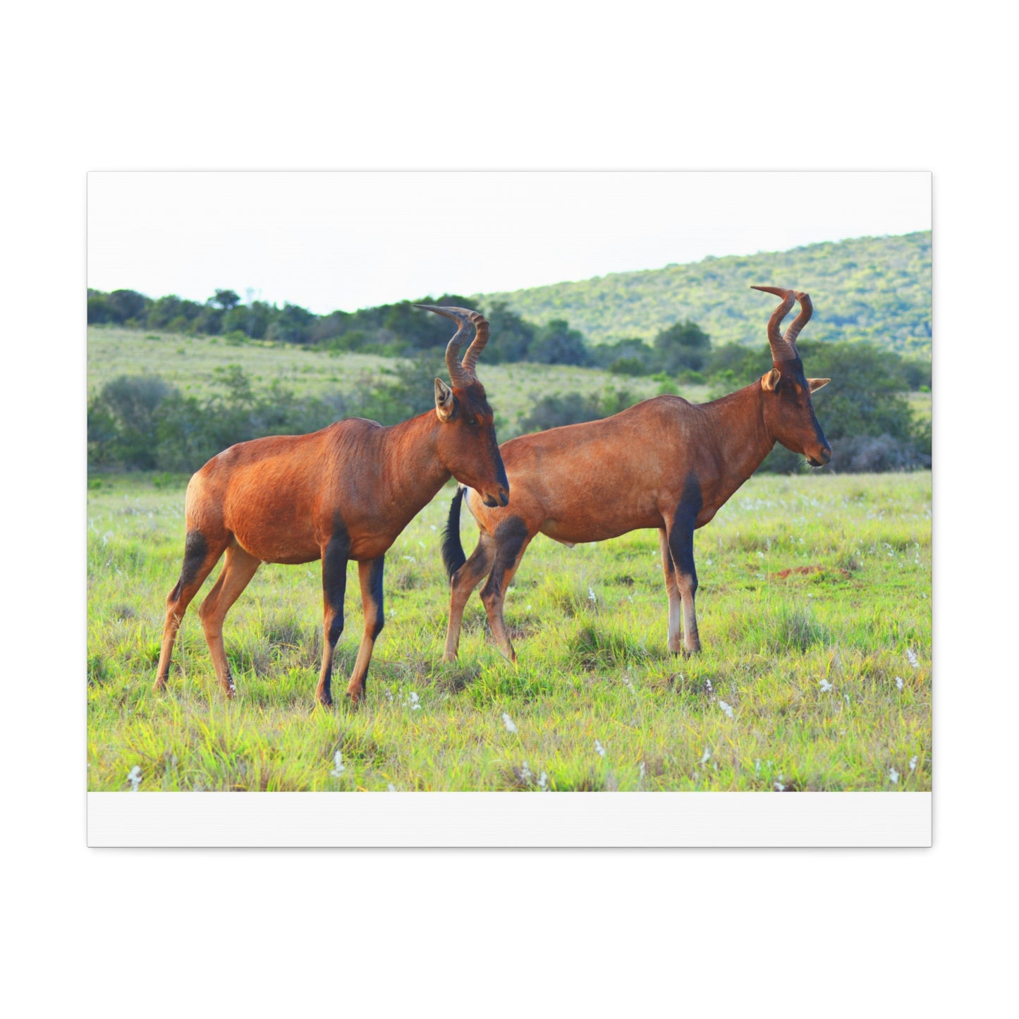 African Red Hartebeest - Canvas Print