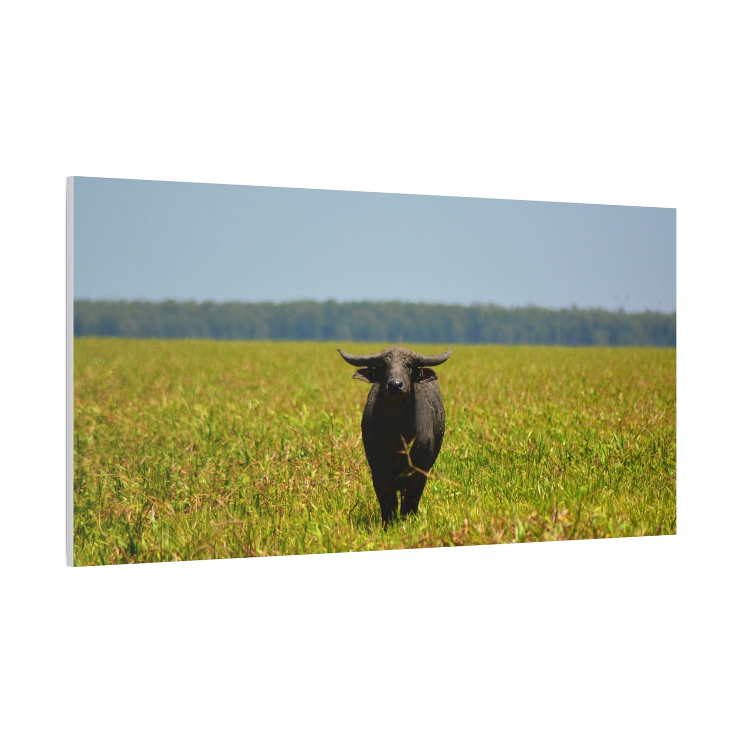 Asiatic Water Buffalo Australian Outback - Canvas Print