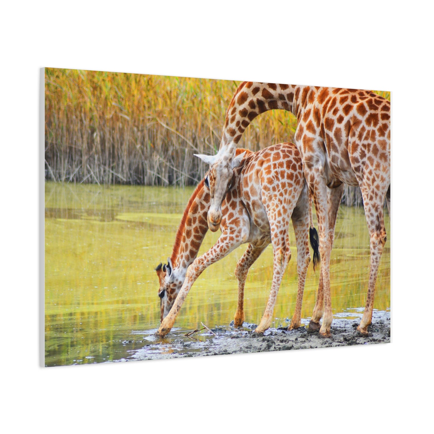 Giraffe Family Matte Canvas Wall Art, Nature Decor, Wildlife Print, Animal Lovers Gift, Nursery Decoration