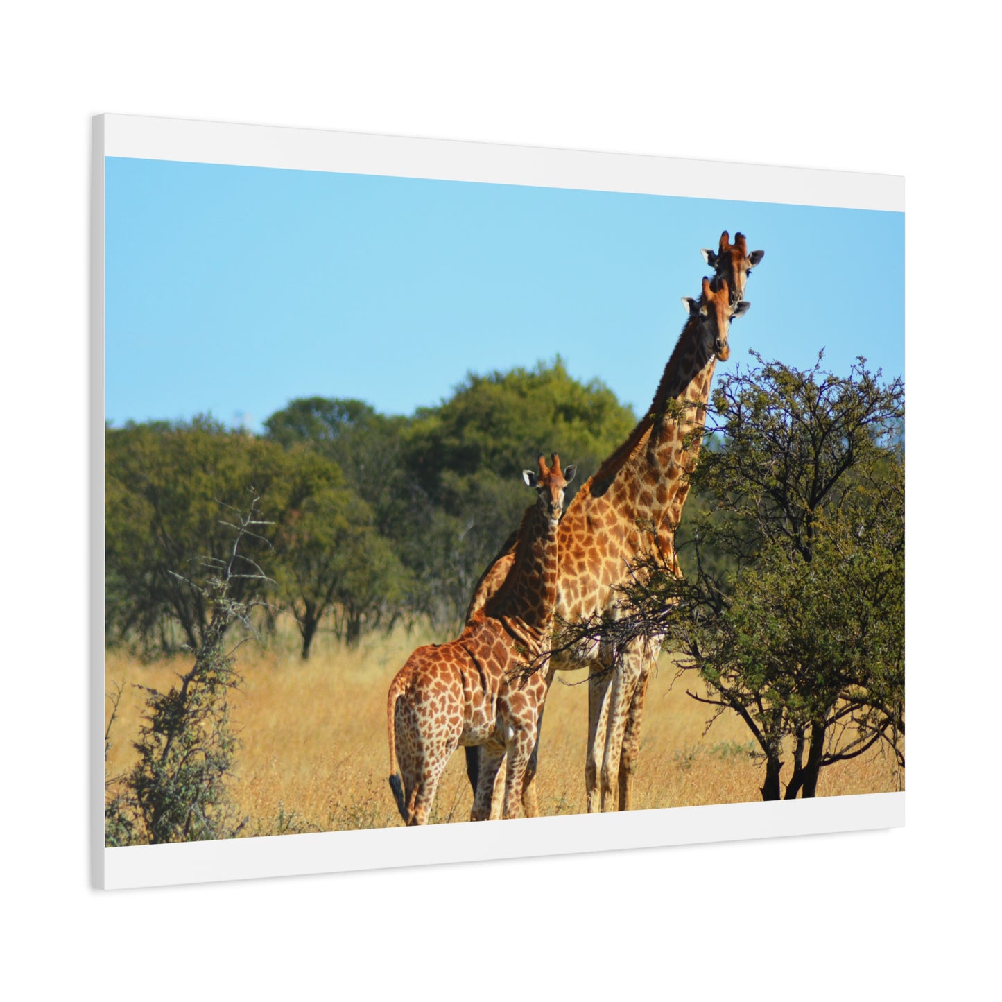 Giraffe Family in Africa