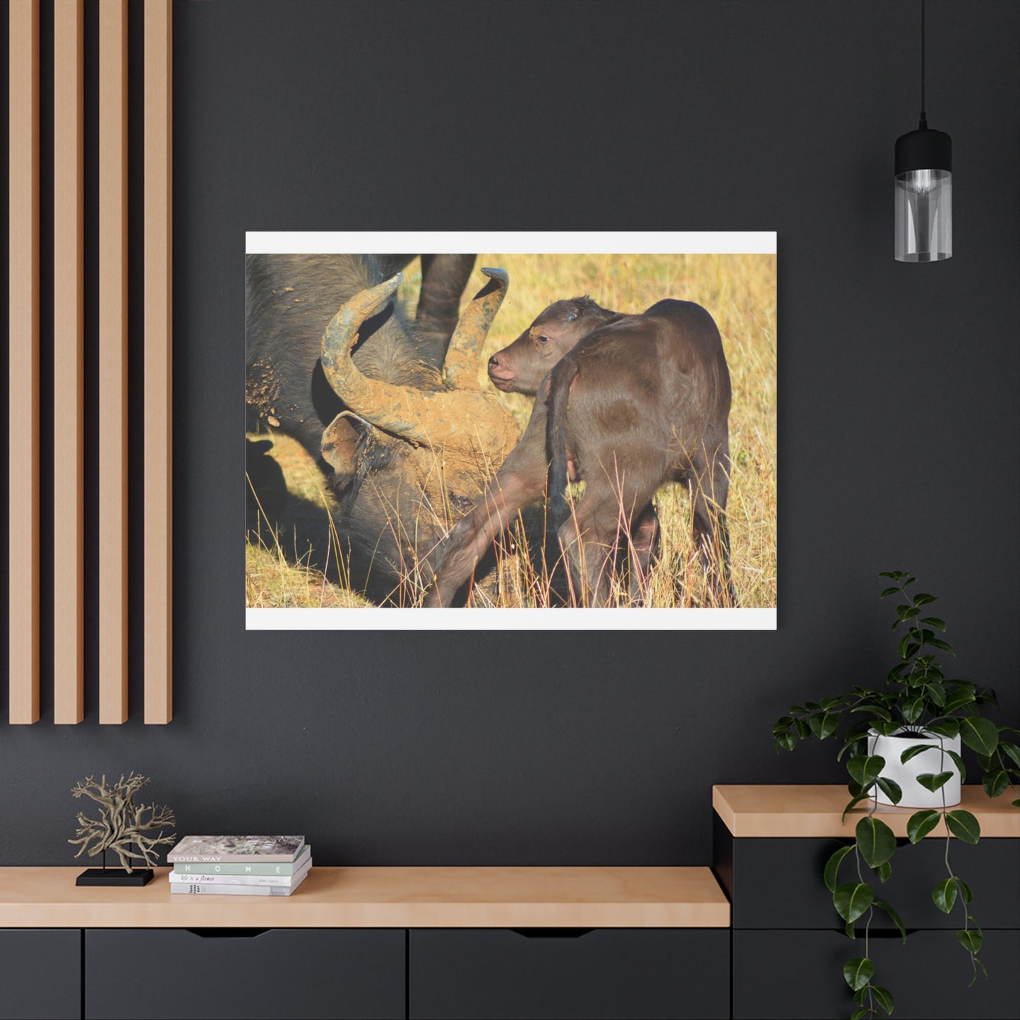 Cape Buffalo Tends to Calf