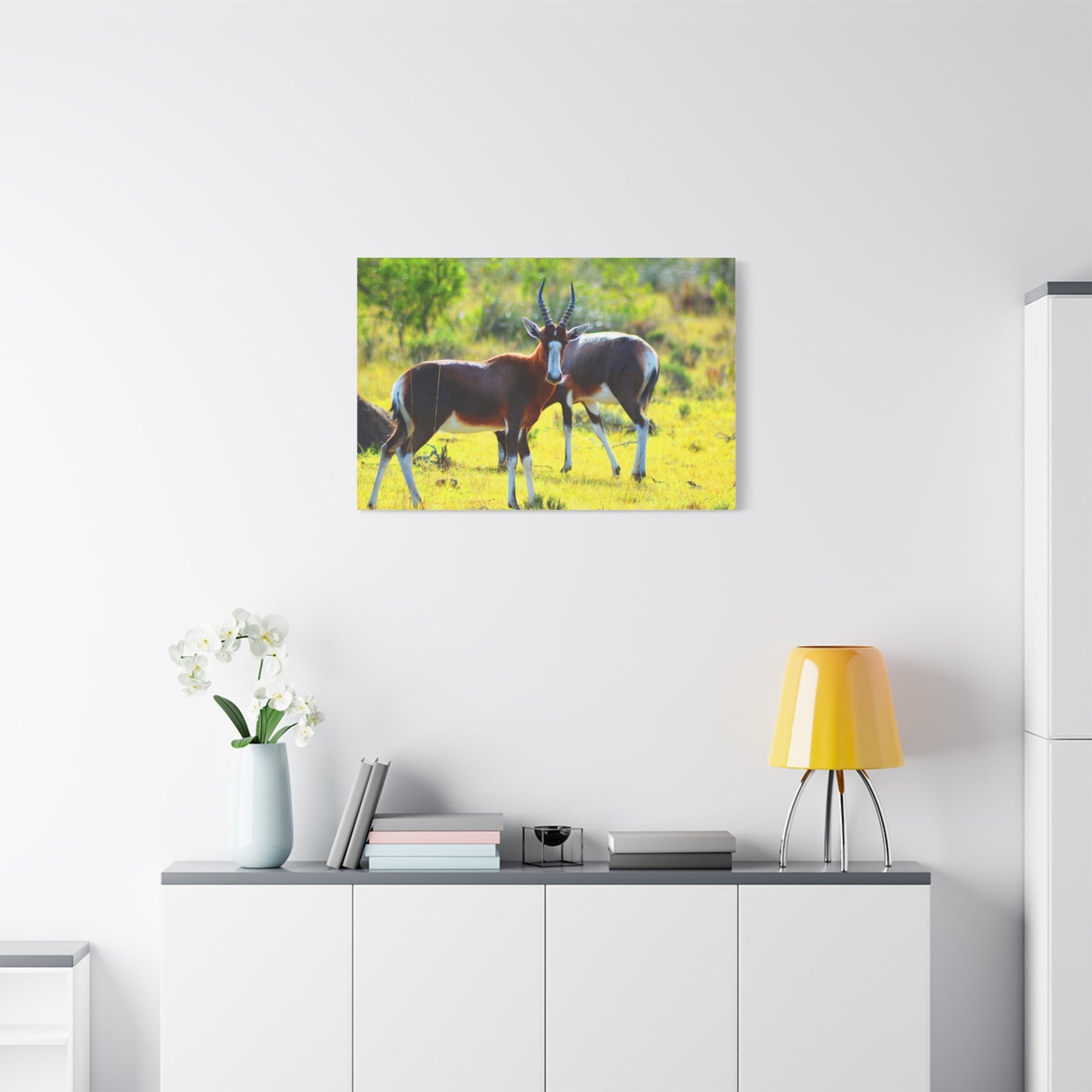 Blesbok in Africa - Canvas Print