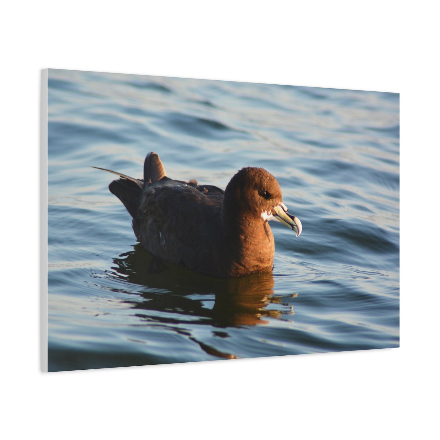 Bird Art Wall Decor, Coastal Wall Art, Ocean Decor, Nature Photography, Sea Bird Print