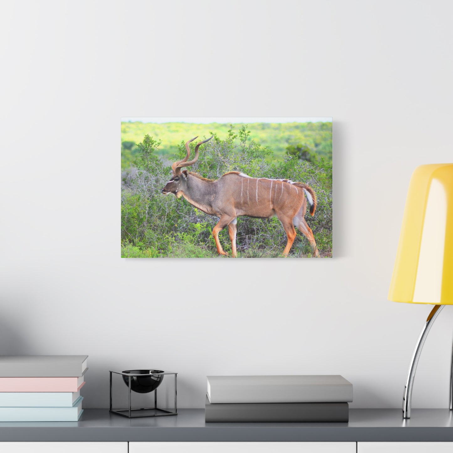Africa Kudu Bull - Canvas Print