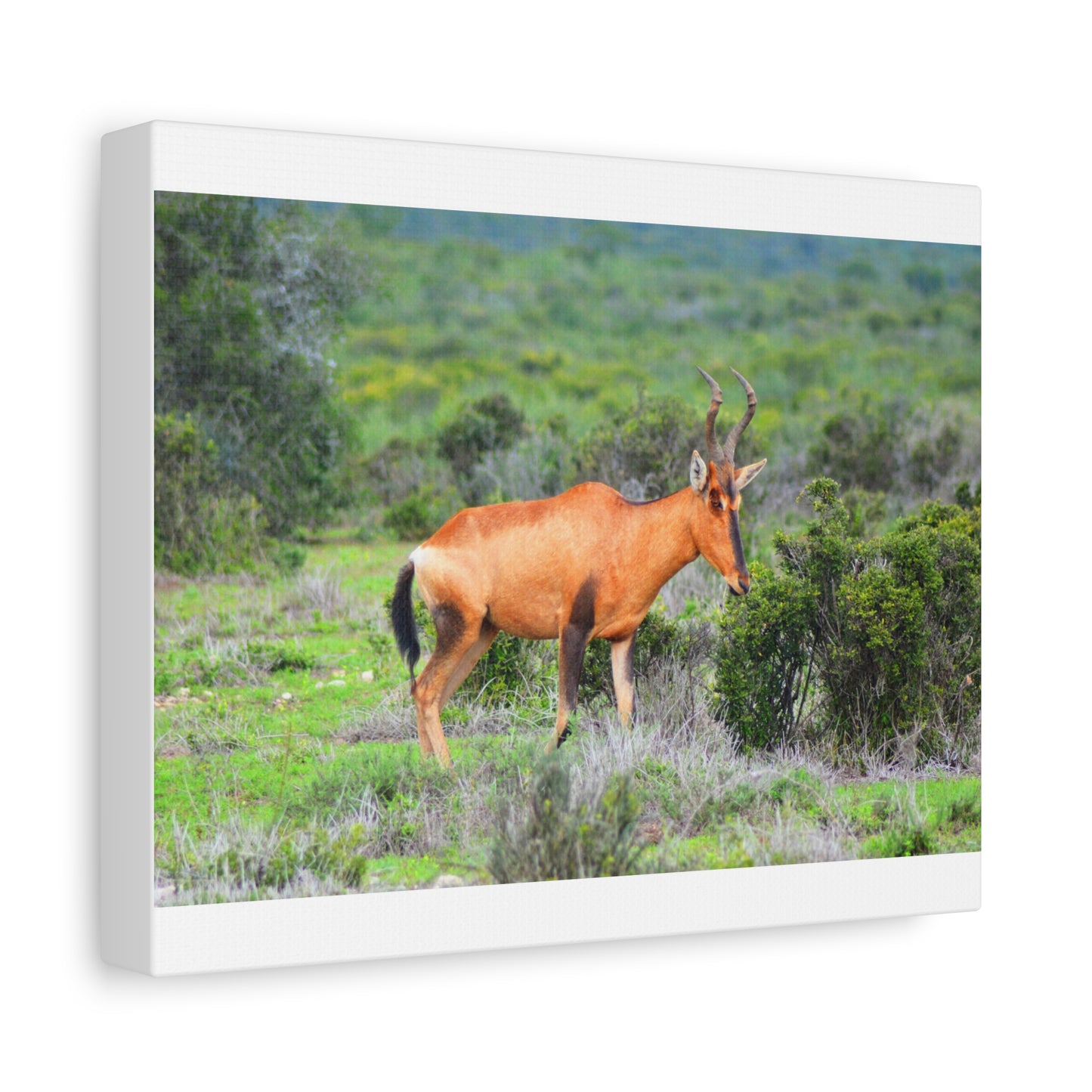 Africa Red Hartebeest - Canvas Print