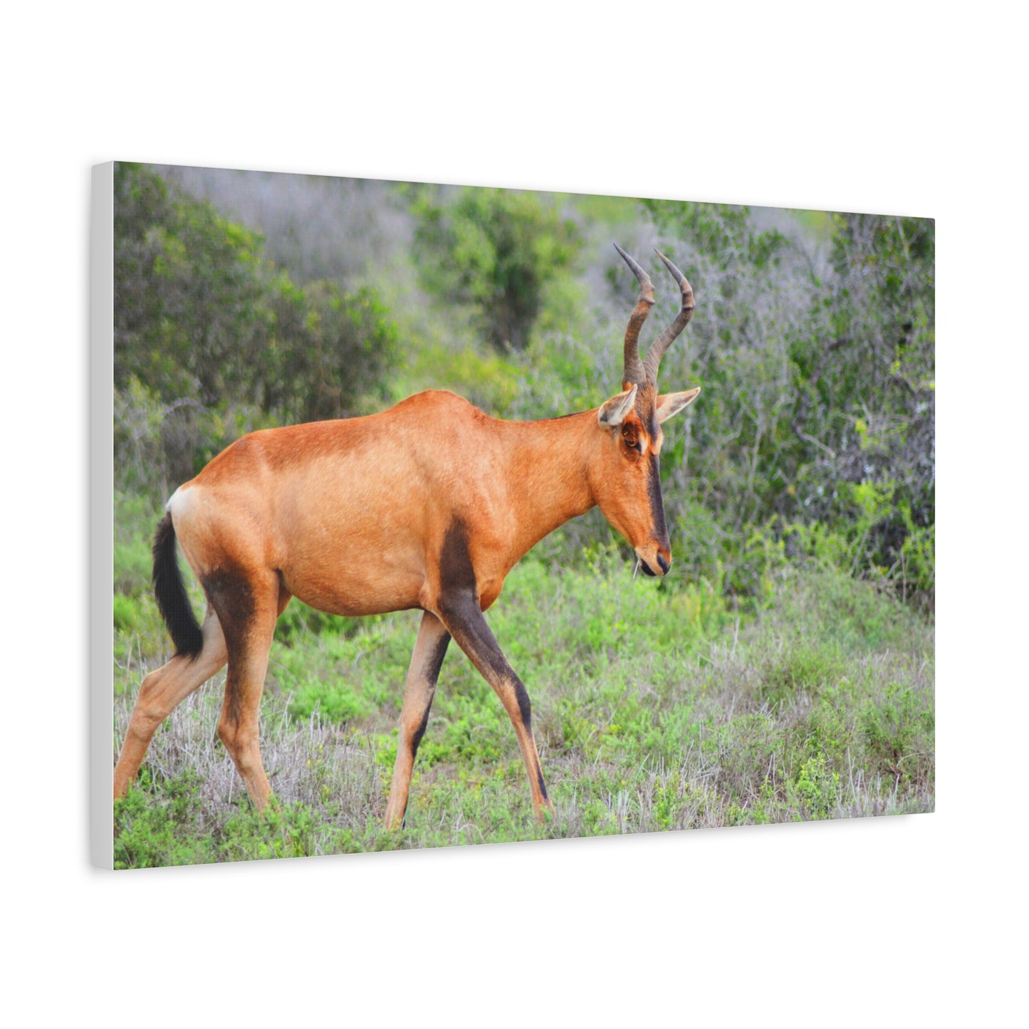 Red Hartebeest - Canvas Print
