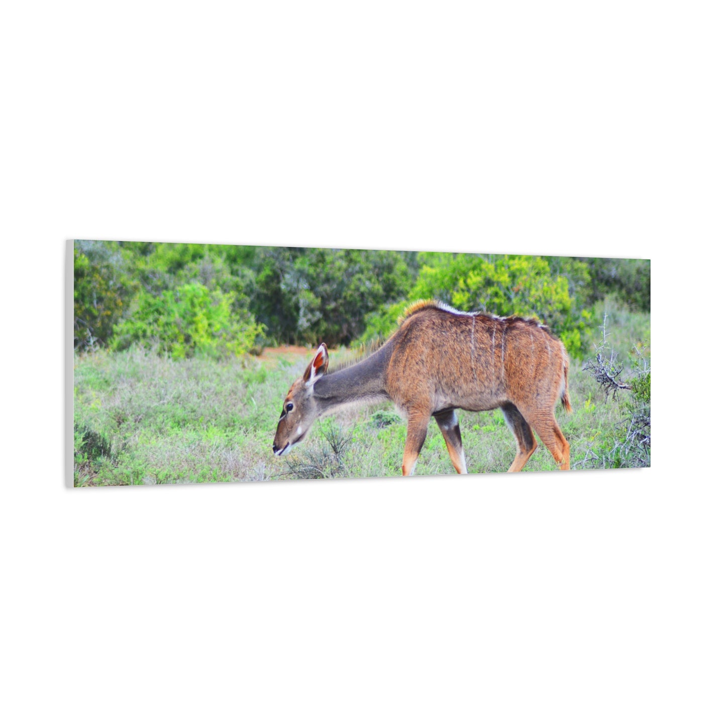 Africa Kudu Cow - Canvas Print