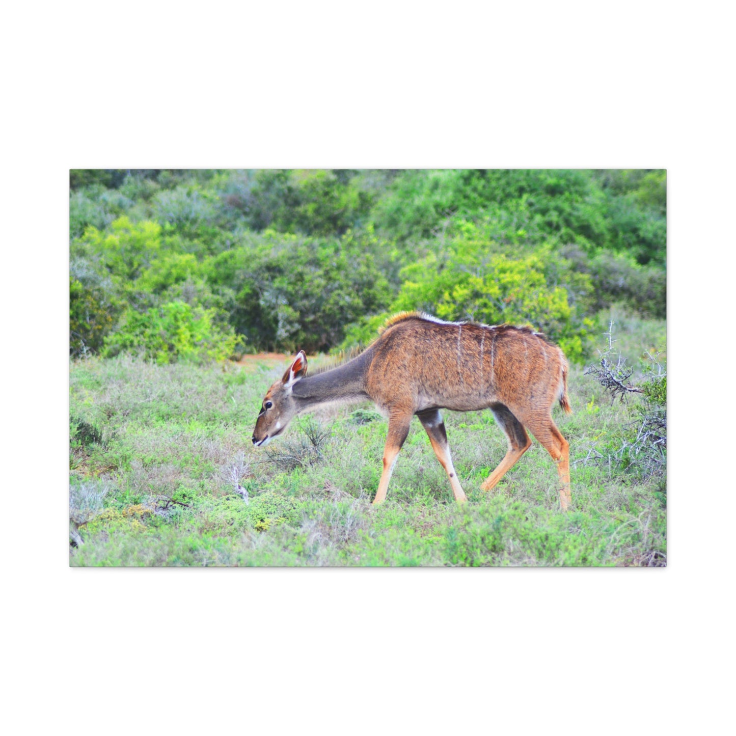 Africa Kudu Cow - Canvas Print