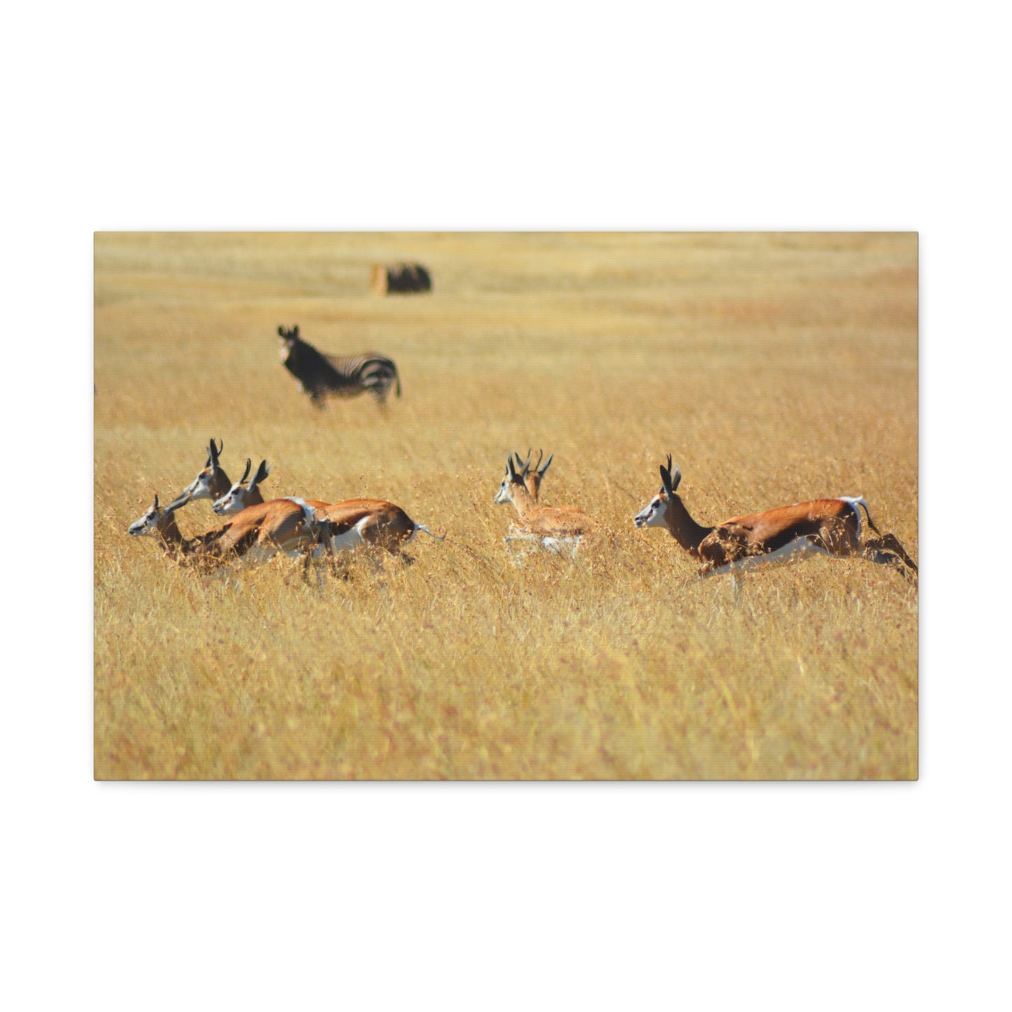 Springbok Herd in African Savannah