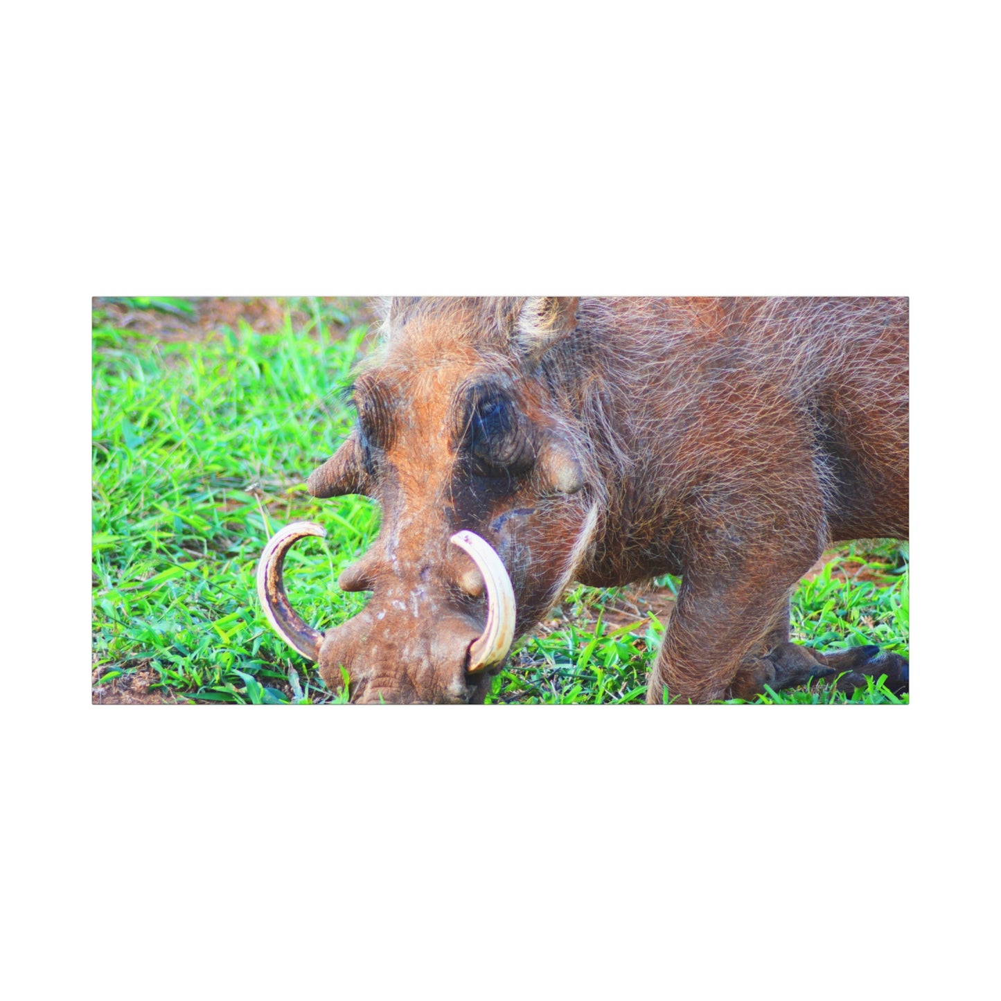 African Warthog Eating - Canvas Print