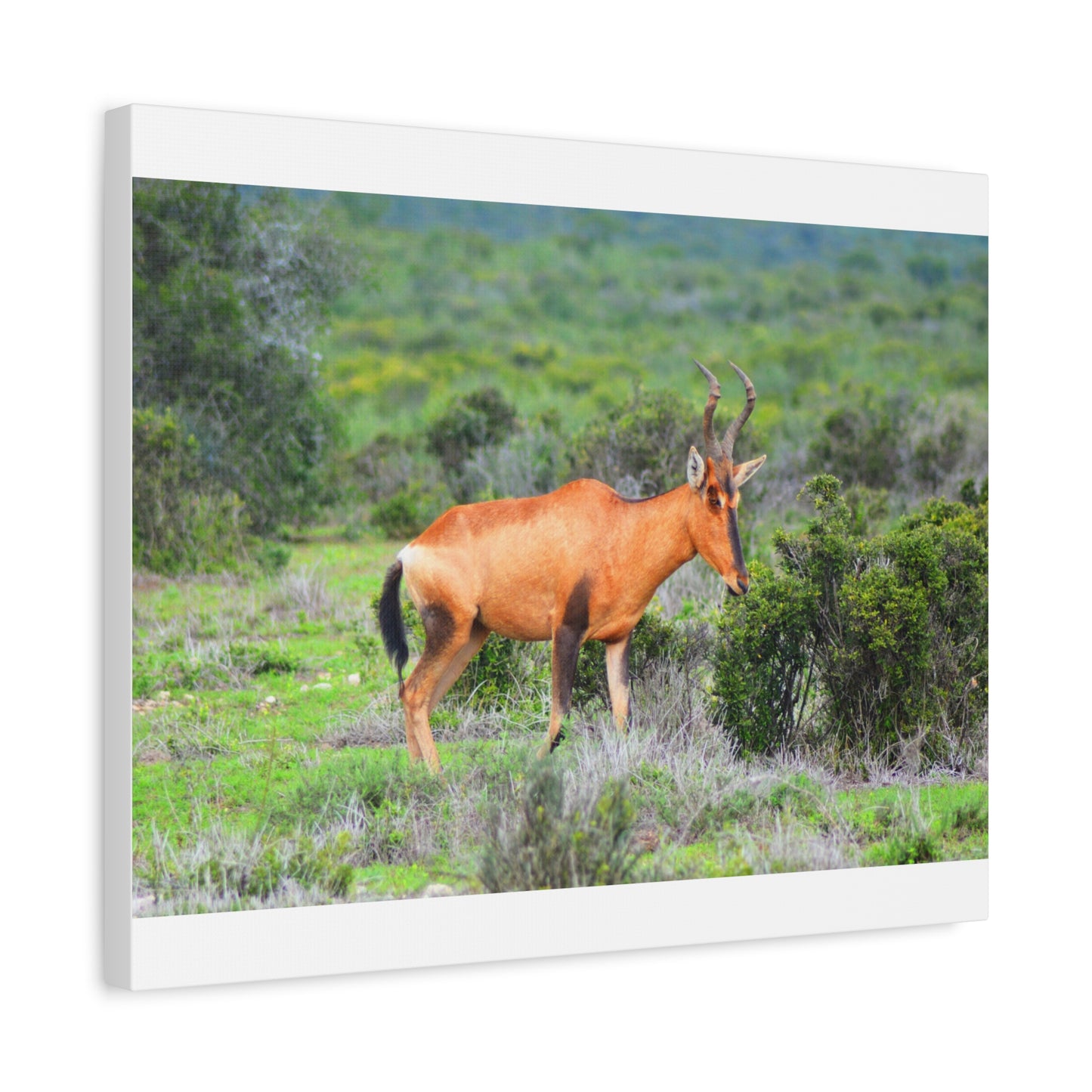 Africa Red Hartebeest - Canvas Print