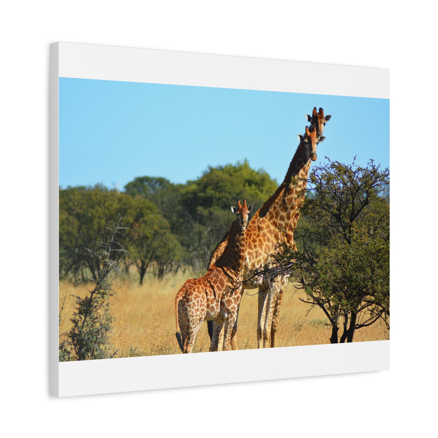 Giraffe Family in Africa