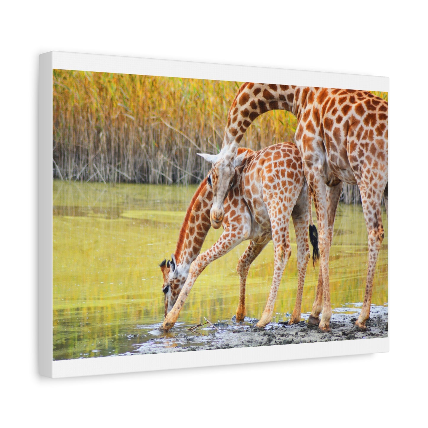 Giraffe Family Matte Canvas Wall Art, Nature Decor, Wildlife Print, Animal Lovers Gift, Nursery Decoration