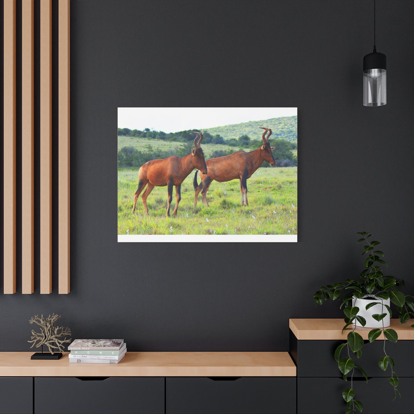 African Red Hartebeest - Canvas Print