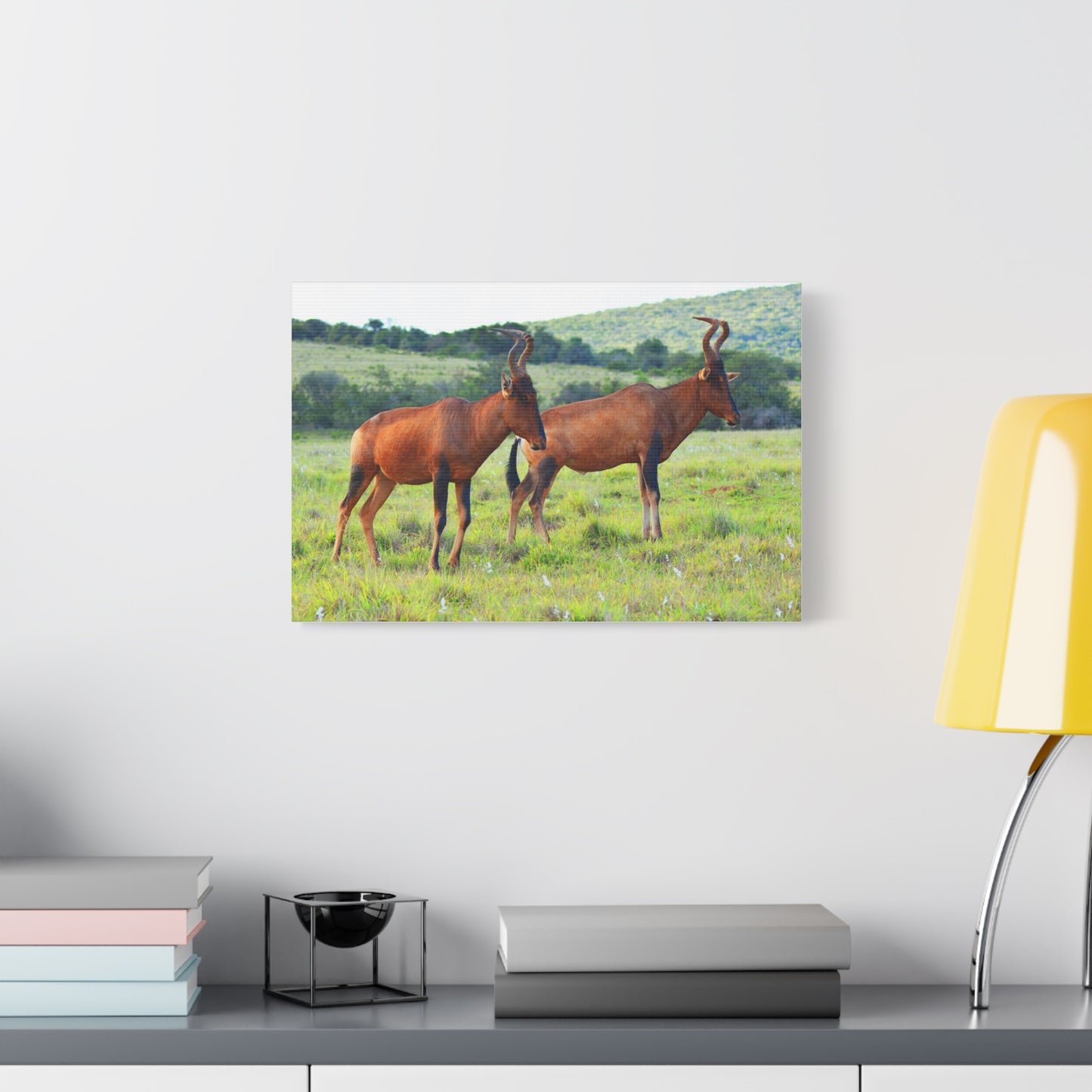 African Red Hartebeest - Canvas Print