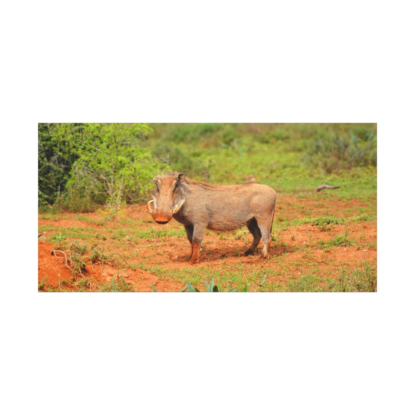 Dirty Warthog - Canvas Print